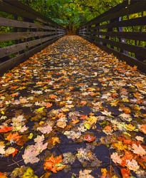 Fall leaves in Toronto